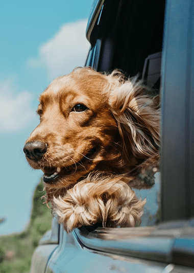 A brown dog with long fur leans out of a car window, wind blowing through its hair, with a blue sky in the background.